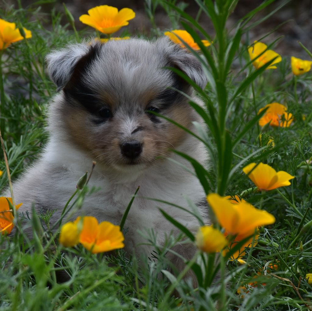 De la combe berail - Chiots disponibles - Shetland Sheepdog