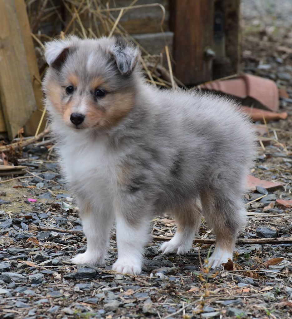 ANGIE BLUE femelle bleue merle