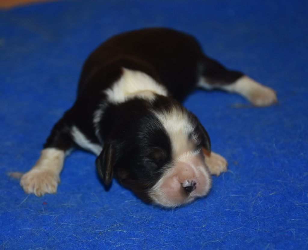 De la combe berail - Chiots disponibles - Cavalier King Charles Spaniel