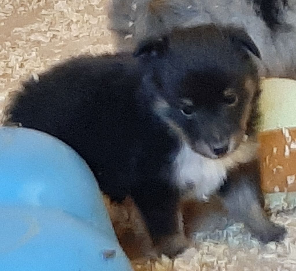 De la combe berail - Chiots disponibles - Shetland Sheepdog