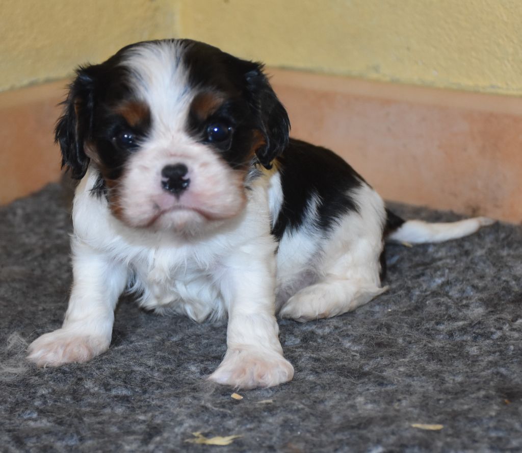 De la combe berail - Chiots disponibles - Cavalier King Charles Spaniel