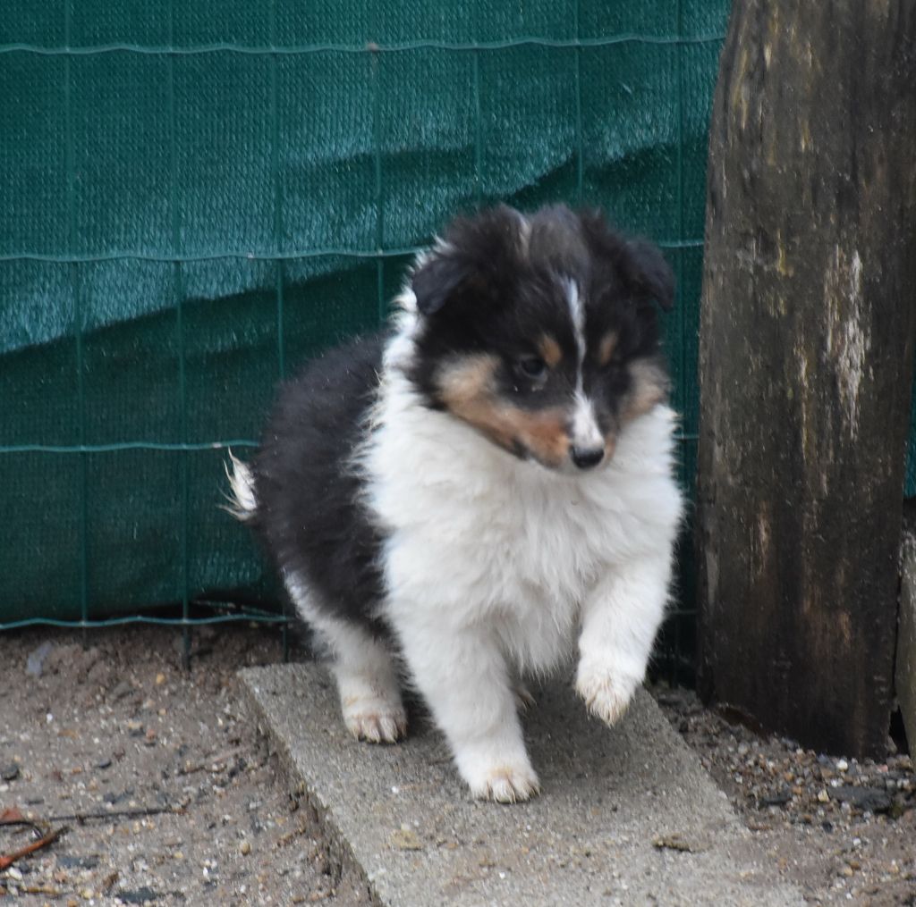 De la combe berail - Shetland Sheepdog - Portée née le 26/11/2020