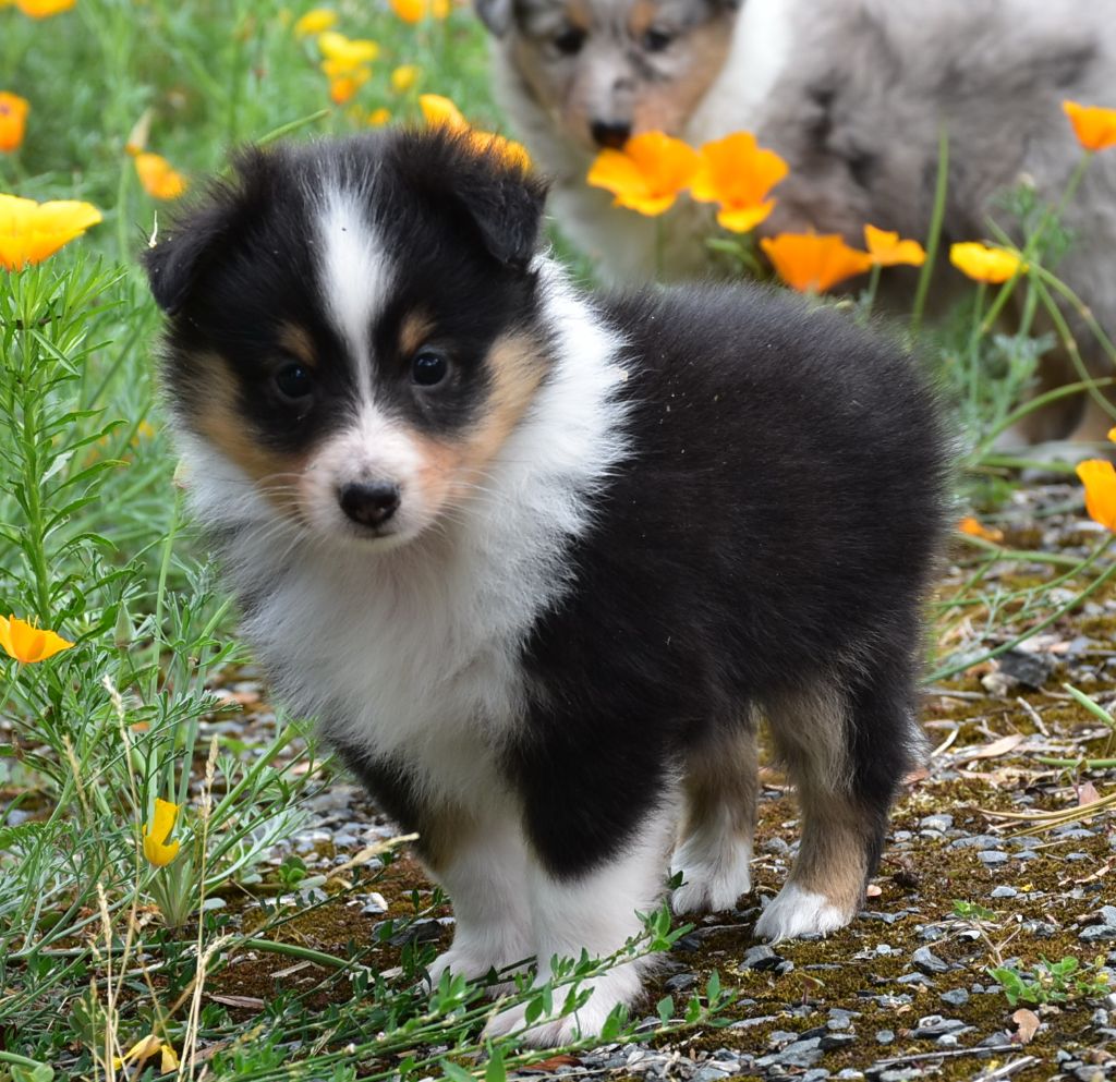 De la combe berail - Chiots disponibles - Shetland Sheepdog