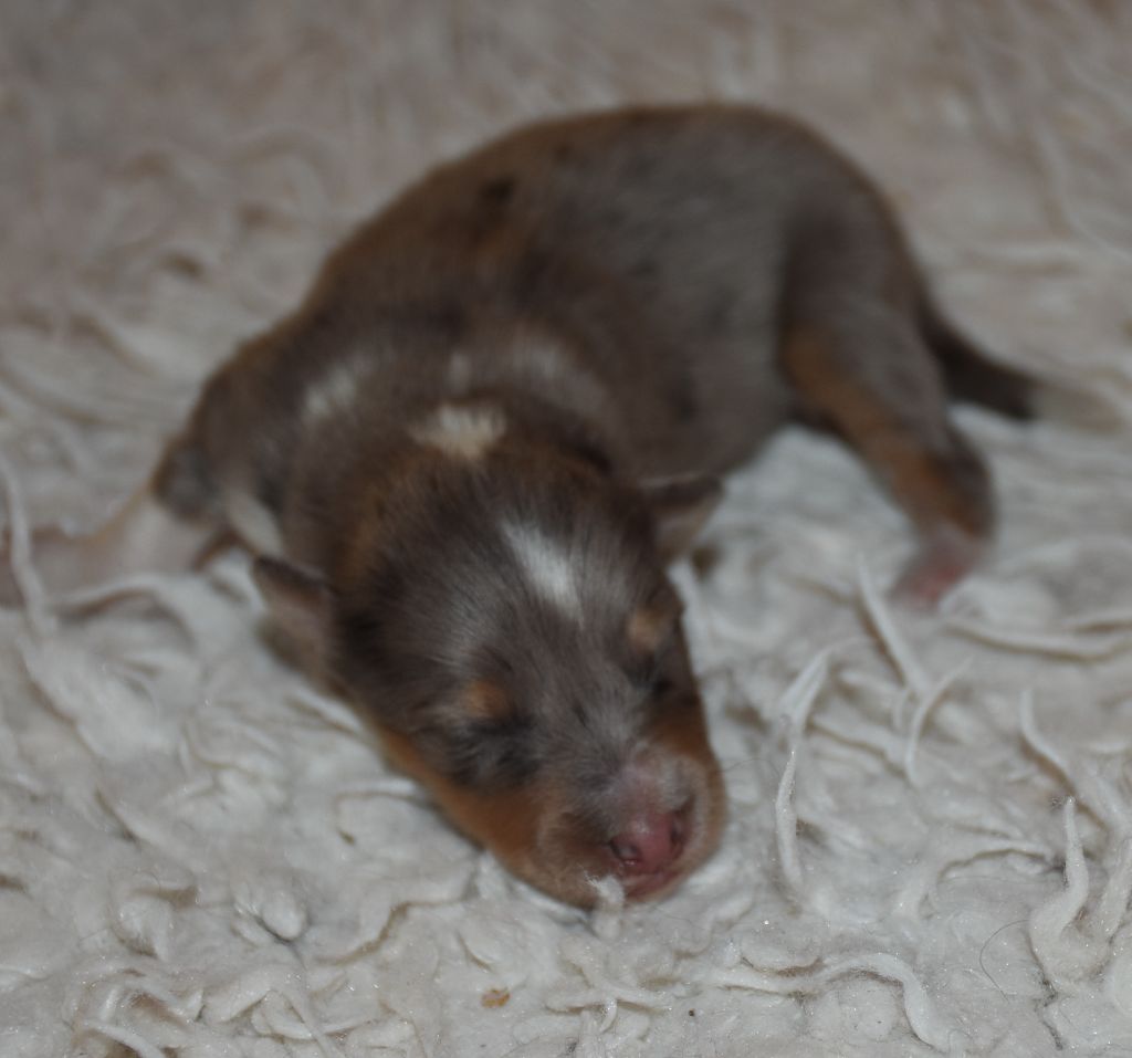 De la combe berail - Chiots disponibles - Shetland Sheepdog