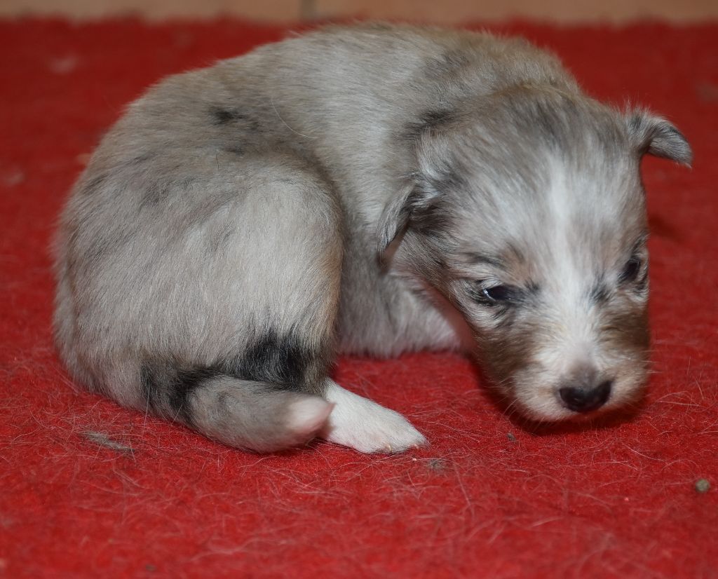 De la combe berail - Chiots disponibles - Shetland Sheepdog