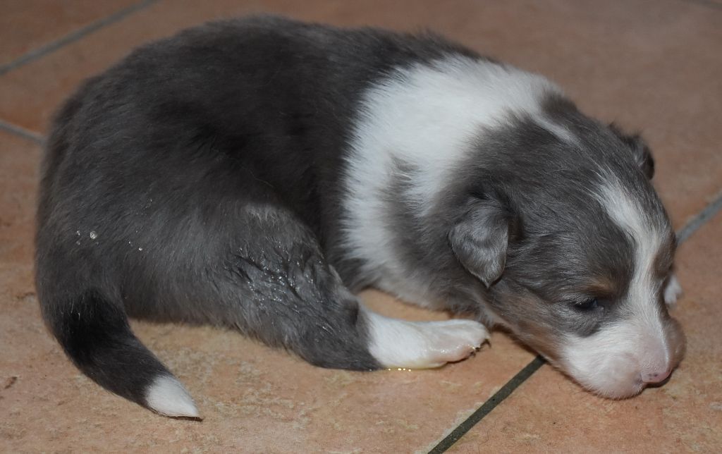 male bleu merle