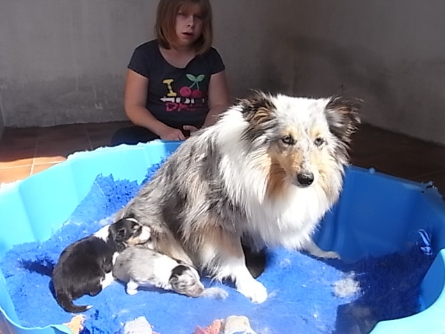 Chiot Shetland Sheepdog De la combe berail