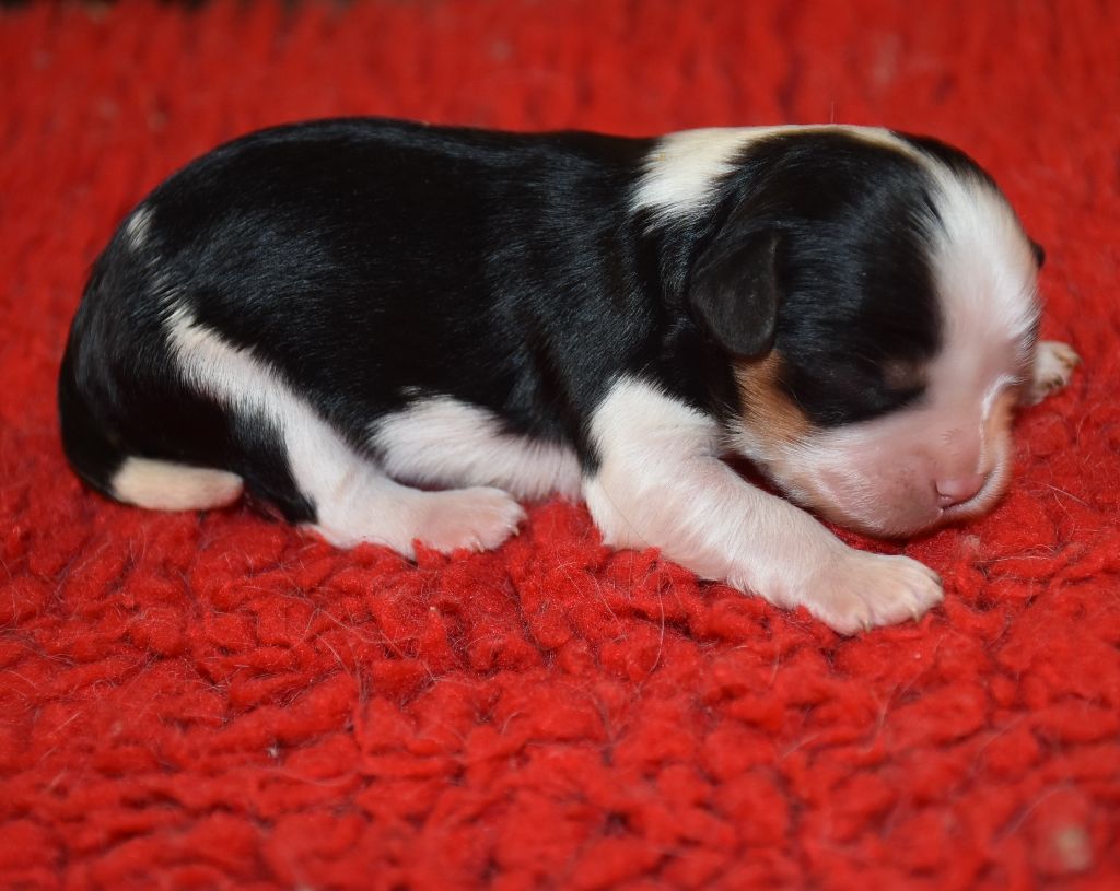 De la combe berail - Chiots disponibles - Cavalier King Charles Spaniel