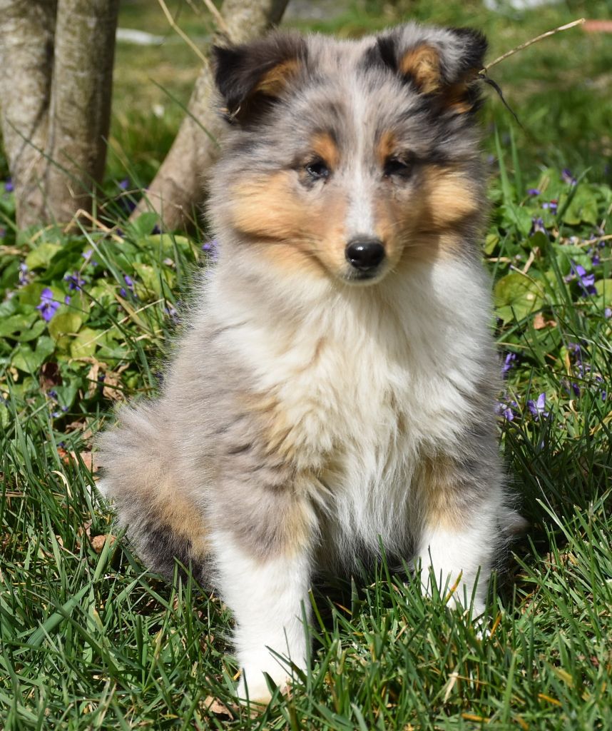 VIRGIL male bleu merle