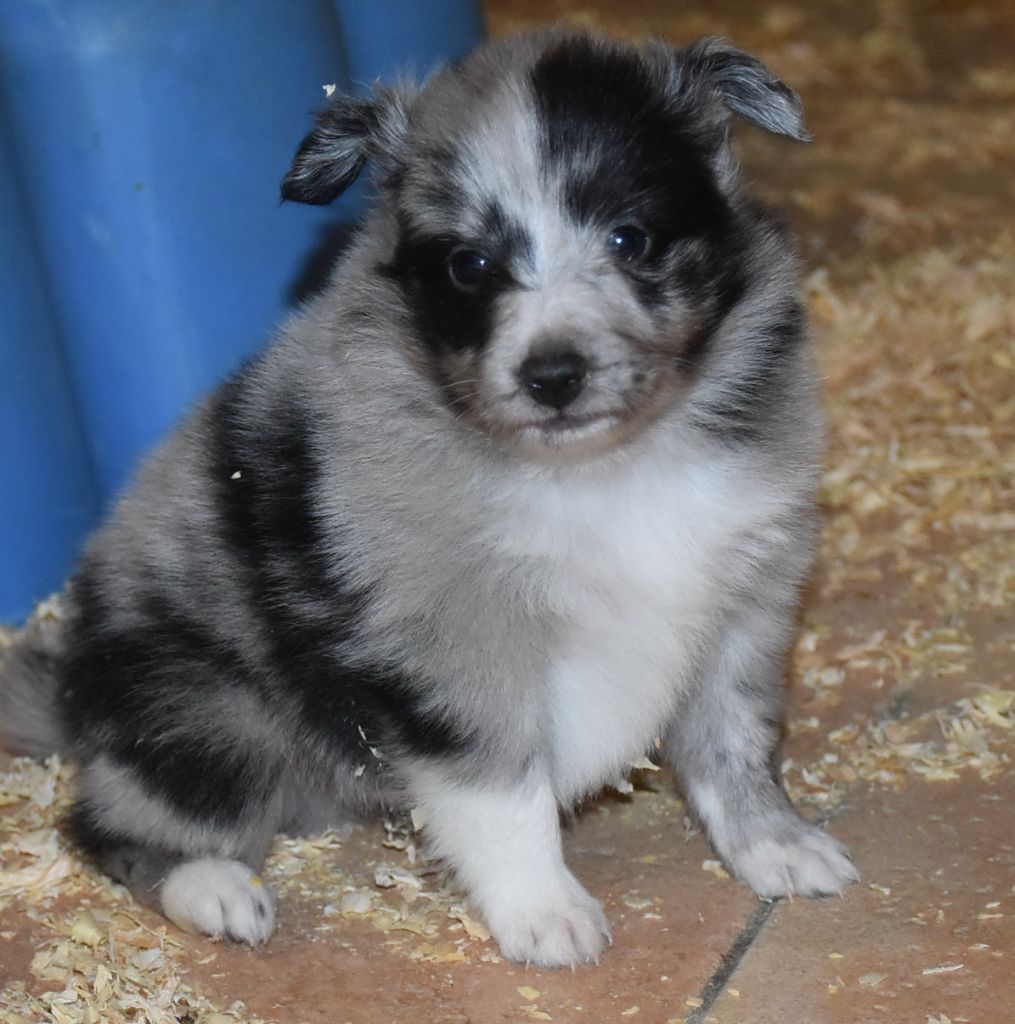 De la combe berail - Chiots disponibles - Shetland Sheepdog