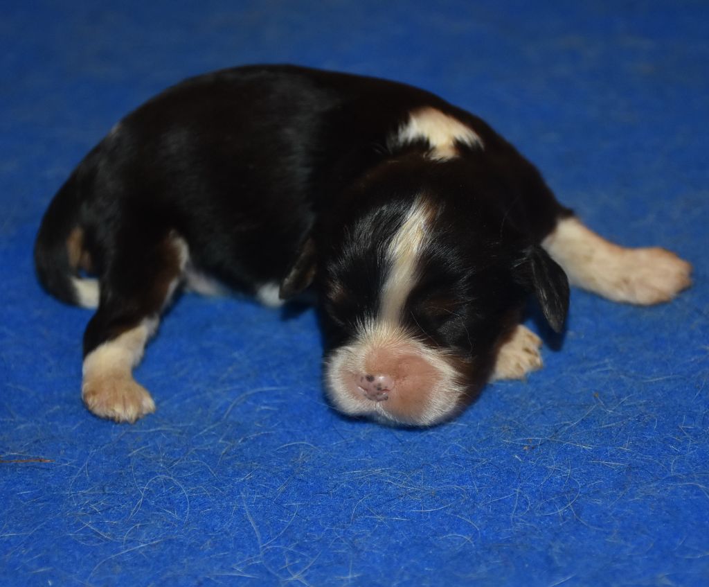 De la combe berail - Chiots disponibles - Cavalier King Charles Spaniel