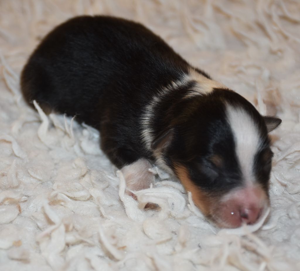 De la combe berail - Chiots disponibles - Shetland Sheepdog