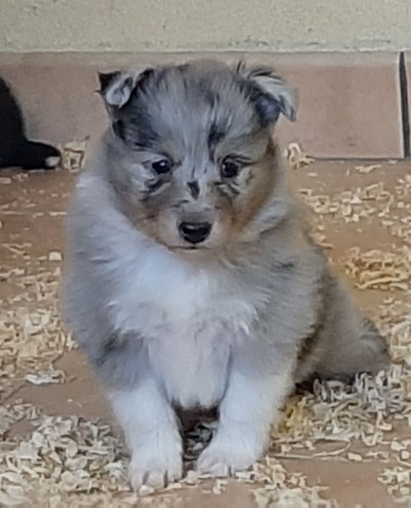 De la combe berail - Chiots disponibles - Shetland Sheepdog