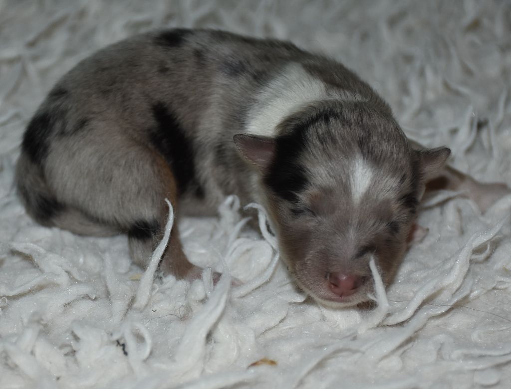 De la combe berail - Chiots disponibles - Shetland Sheepdog